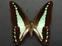 Graphium choredon - Adult